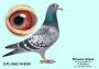 PL-0350-26-6167 Syn Super SCHALi i Wnuk NATALII