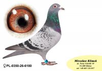 PL-0350-26-6180   Inbred TYTAN – linia  HENRII MENTENA x wnuk GENERAŁA od MTM PAŁKI !!!