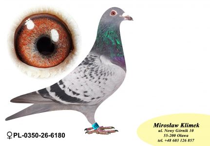 PL-0350-26-6180   Inbred TYTAN – linia  HENRII MENTENA x wnuk GENERAŁA od MTM PAŁKI !!!