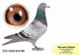 PL-0350-26-6180   Inbred TYTAN – linia  HENRII MENTENA x wnuk GENERAŁA od MTM PAŁKI !!!