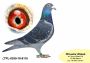 PL-0350-26-6180   Inbred TYTAN – linia  HENRII MENTENA x wnuk GENERAŁA od MTM PAŁKI !!!