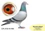 PL-0350-26-6194   Prawnuk GENERAŁA MTM PAŁKI x Olimpia „70” K. Kahlera