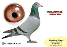 PL-0350-26-6261  wnuczka „SAGANKA” x Siostra „BRZESKIEJ 248” – 6’ AS POLSKI w kat G – 8,123 coeff