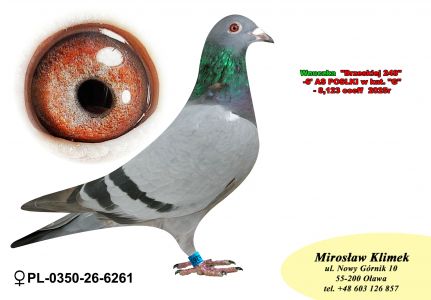 PL-0350-26-6261  wnuczka „SAGANKA” x Siostra „BRZESKIEJ 248” – 6’ AS POLSKI w kat G – 8,123 coeff