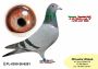 PL-0350-26-6261  wnuczka „SAGANKA” x Siostra „BRZESKIEJ 248” – 6’ AS POLSKI w kat G – 8,123 coeff