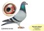 PL-0350-26-6261  wnuczka „SAGANKA” x Siostra „BRZESKIEJ 248” – 6’ AS POLSKI w kat G – 8,123 coeff