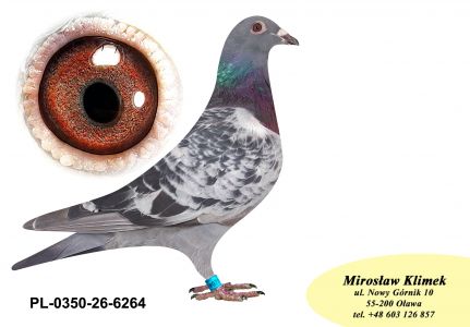 PL-0350-26-6264  Wnuk NATALII i PITERA  (bardzo mocne parowanie- inbred)