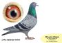 PL-0350-26-6264  Wnuk NATALII i PITERA  (bardzo mocne parowanie- inbred)