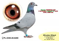 PL-0350-26- 6269  Wnuczka  „BRZESKIEJ 248” – 6’ AS Polski w kategorii „G” 8,123 coeff!!! X siostra Olimpijczyka TYTAN w kat „A” 2 ‘ AS POLSKI