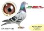 PL-0350-26- 6276  Wnuk PITERA   x siostra Olimpijczyka TYTAN