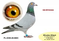 PL-0350-26-6603   OLIMPIA TYTAN linia Henrii MENTENA x syn LEO i LEONKI