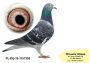 PL-0350-26-6603   OLIMPIA TYTAN linia Henrii MENTENA x syn LEO i LEONKI