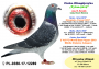 PL-0350-26-6603   OLIMPIA TYTAN linia Henrii MENTENA x syn LEO i LEONKI