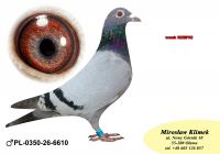 PL-0350-26-6610    Syn VELONA -  Wnuk RZEPKI wnuk Sprinta 3453