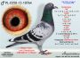PL-0350-26-6610    Syn VELONA -  Wnuk RZEPKI wnuk Sprinta 3453