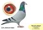 PL-0350-26-6610    Syn VELONA -  Wnuk RZEPKI wnuk Sprinta 3453
