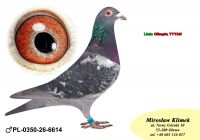 PL-0350-26-6614   OLIMPIA TYTAN linia Henrii MENTENA x Sprint 3453