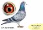 PL-0350-26-6614   OLIMPIA TYTAN linia Henrii MENTENA x Sprint 3453