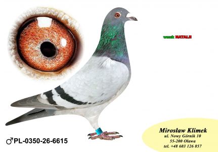 PL-0350-26-6615     wnuczka  NATALII   x Inbred „JEDYNKI od Kopytko ASP x Brat ACHILLESÓW od OLECH !!! x wnuczka OLIMPIA „70” „KAHLER” sprint w kategorii A
