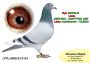 PL-0350-26-6615     wnuczka  NATALII   x Inbred „JEDYNKI od Kopytko ASP x Brat ACHILLESÓW od OLECH !!! x wnuczka OLIMPIA „70” „KAHLER” sprint w kategorii A