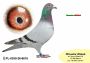 PL-0350-26-6616      wnuczka  NATALII   x Inbred „JEDYNKI od Kopytko ASP x Brat ACHILLESÓW od OLECH !!! x wnuczka OLIMPIA „70” „KAHLER” sprint w kategorii A