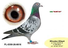 PL-0350-26-6618   brat CLARY 3 x 1 konk