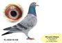 PL-0350-26-6618   brat CLARY 3 x 1 konk
