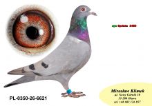 PL-0350-26-6621     syn/córka  SPRINTA 3453  brata NATALII x linia PORSCHE x Olimpia TYTAN