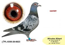 PL-0350-26-6623   siostra OLIMPIJCZYKA TYTAN x pół brat „4545”