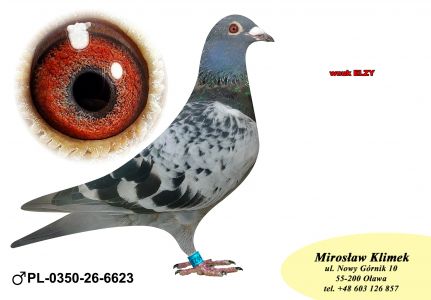 PL-0350-26-6623   siostra OLIMPIJCZYKA TYTAN x pół brat „4545”