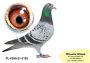 PL-0350-26-6623   siostra OLIMPIJCZYKA TYTAN x pół brat „4545”
