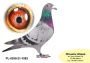 PL-0350-26-6623   siostra OLIMPIJCZYKA TYTAN x pół brat „4545”