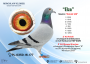PL-0350-26-6623   siostra OLIMPIJCZYKA TYTAN x pół brat „4545”