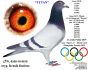 PL-0350-26-6623   siostra OLIMPIJCZYKA TYTAN x pół brat „4545”