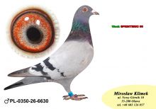PL-0350-26-6630    brat CLARY 3 x 1 konk