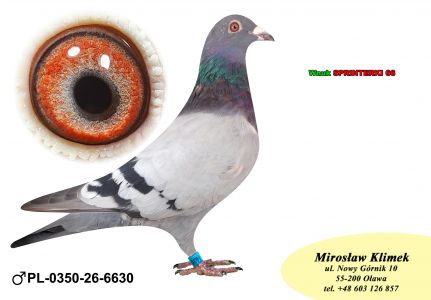 PL-0350-26-6630    brat CLARY 3 x 1 konk