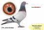 PL-0350-26-6630    brat CLARY 3 x 1 konk