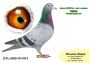 PL-0350-26-6630    brat CLARY 3 x 1 konk