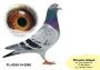 PL-0350-26-6630    brat CLARY 3 x 1 konk