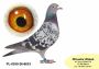 PL-0350-26-6633   Linia  Olimpia Wegielek x Olimpia DEPORTO