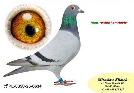 PL-0350-26-6634  wnuk  PITERA 3 x 1 konk x inbred na AS 10086