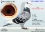 PL-0350-26-6634  wnuk  PITERA 3 x 1 konk x inbred na AS 10086
