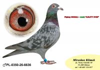 PL-0350-26-6636     Wnuk  „LOLITY- 5100” , która wylatała w swojej karierze  46 konk w tym 37 konkursów w TOP 100