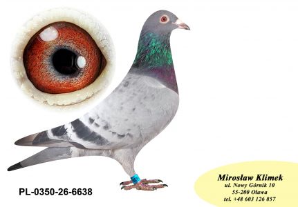 PL-0350-26-6638    Wnuczka Natalii i Pitera x brat CLARY 3 x 1 konk