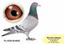 PL-0350-26-6638    Wnuczka Natalii i Pitera x brat CLARY 3 x 1 konk