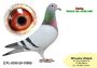 PL-0350-26-6638    Wnuczka Natalii i Pitera x brat CLARY 3 x 1 konk