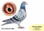 PL-0350-26-6638    Wnuczka Natalii i Pitera x brat CLARY 3 x 1 konk