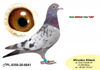 PL-0350-26- 6641   po synie NATALII i  7’ AS Polski x córka Super SCHALi i Siostra Olimpia TYTAN