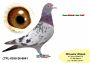 PL-0350-26- 6641   po synie NATALII i  7’ AS Polski x córka Super SCHALi i Siostra Olimpia TYTAN