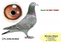 PL-0350-26-6642  wnuczka AS 10086 oraz córka SPEEDA i VENUS